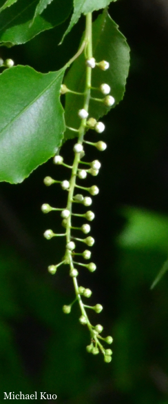 Prunus serotina