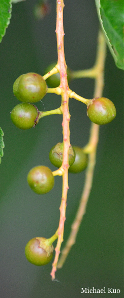 Prunus serotina