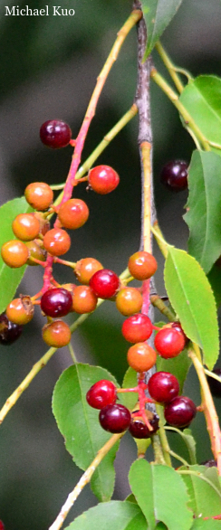 Prunus serotina