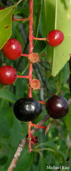 Prunus serotina