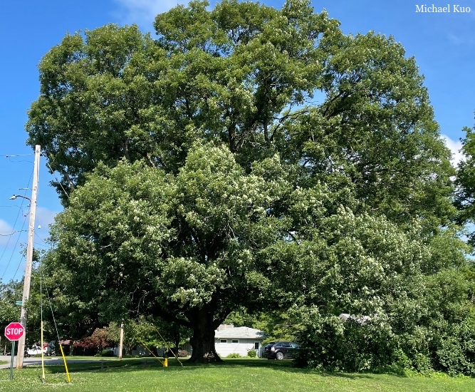 Quercus alba