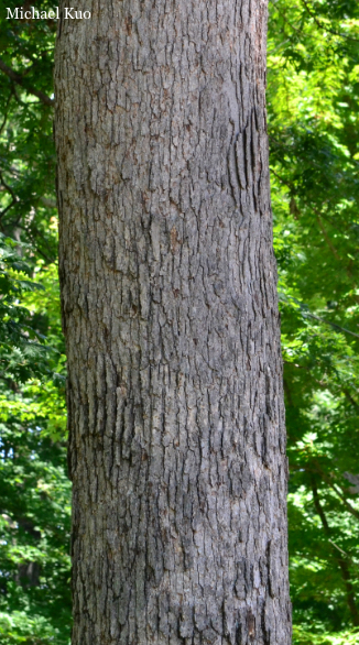 Quercus alba