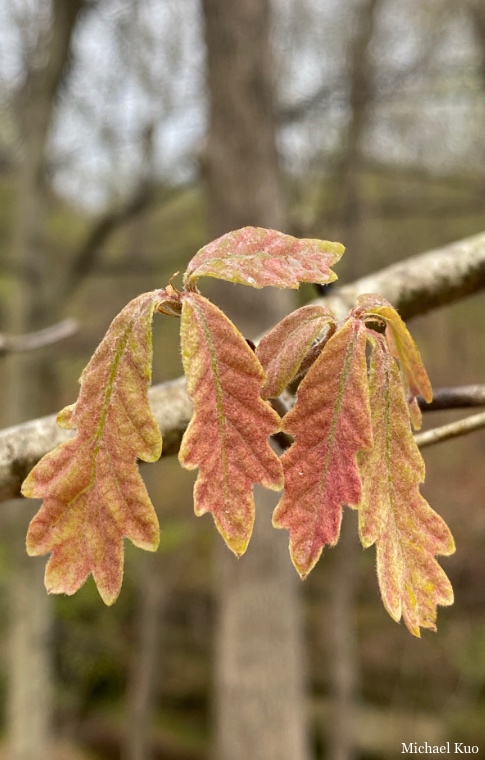 Quercus alba