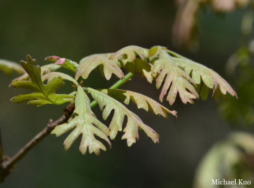 Quercus alba