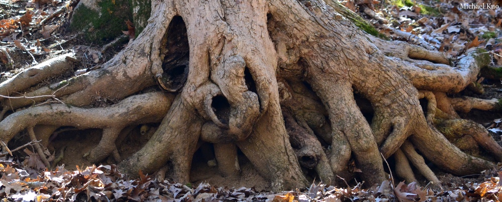 Quercus alba