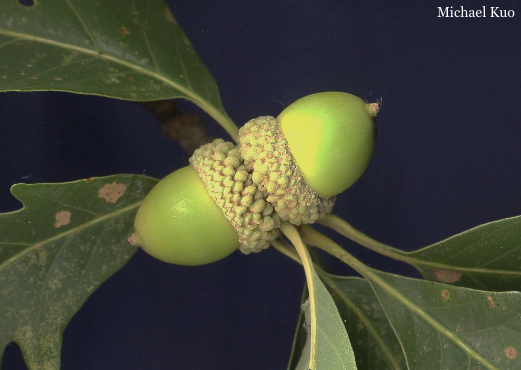 Quercus alba