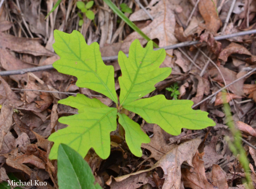 Quercus alba