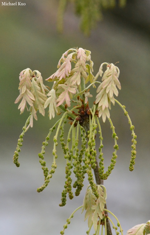 Quercus alba