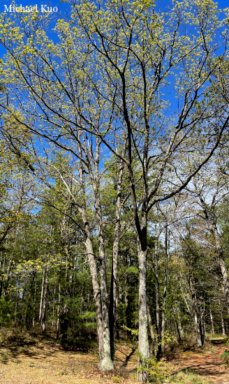 Quercus rubra