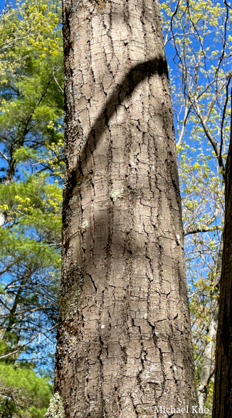 Quercus rubra