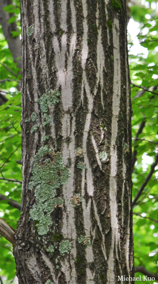 Quercus rubra