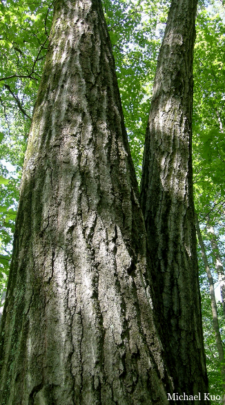 Quercus rubra