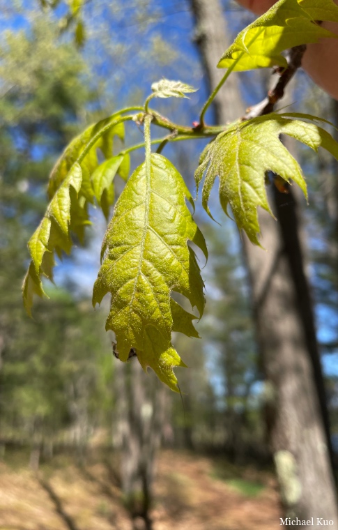 Quercus rubra