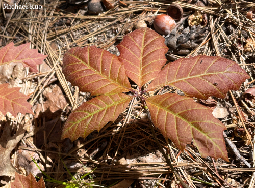 Quercus rubra