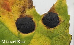 Rhytisma americanum, tar spot of maple