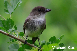 Sayornis phoebe, eastern phoebe