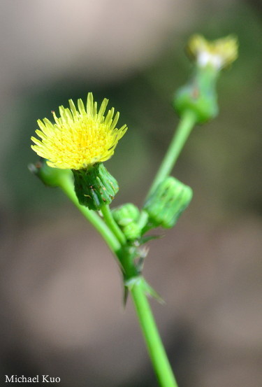 Sonchus asper