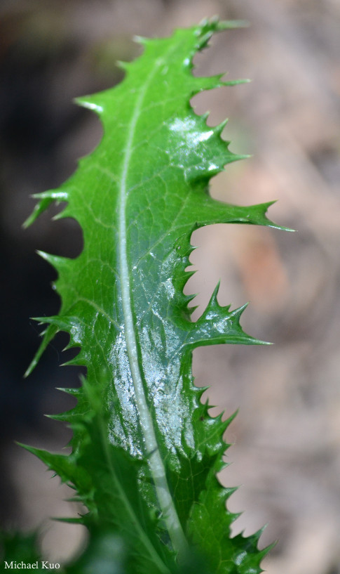 Sonchus asper