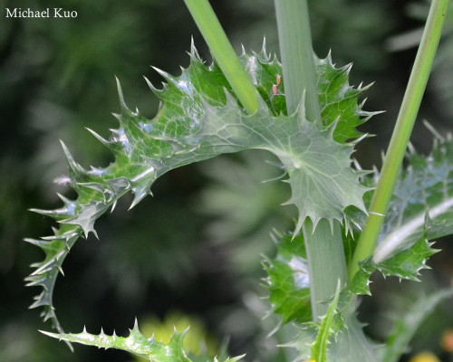 Sonchus asper