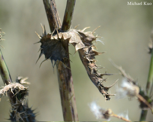 Sonchus asper