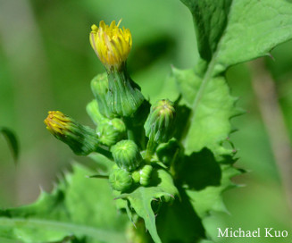 Sonchus asper