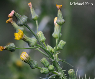 Sonchus asper