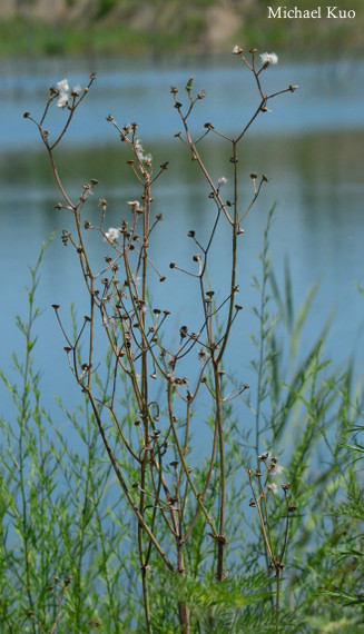 Sonchus asper