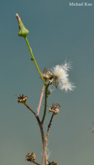 Sonchus asper