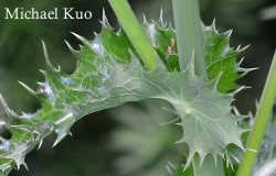 Sonchus asper, prickly sowthistle