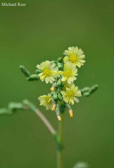 Sonchus oleraceus