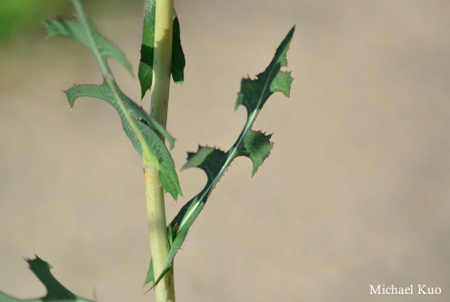 Sonchus oleraceus