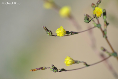 Sonchus oleraceus