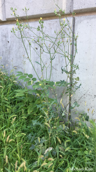 Sonchus oleraceus