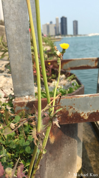 Sonchus oleraceus