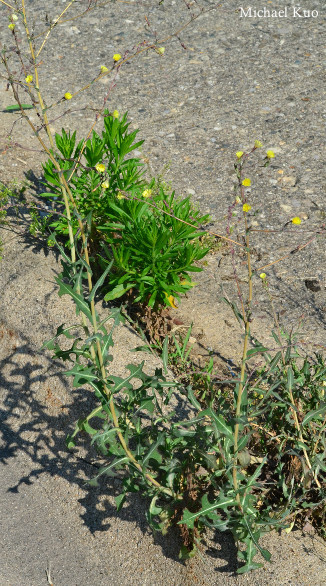 Sonchus oleraceus