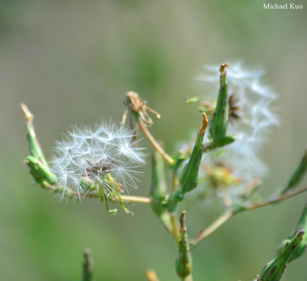 Sonchus oleraceus