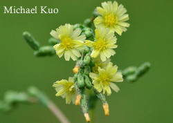 Sonchgus oleraceus, common sowthistle