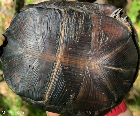 Terrapene carolina