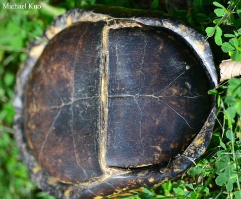 Terrapene carolina