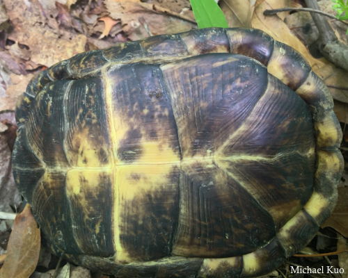 Terrapene carolina