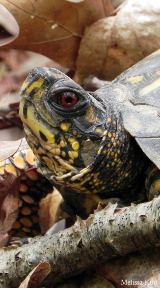 Terrapene carolina