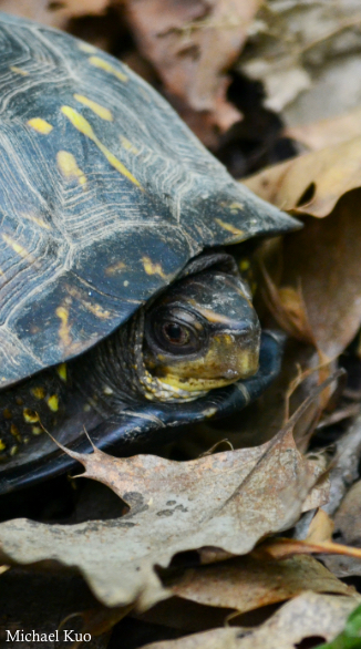 Terrapene carolina