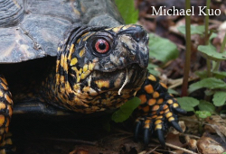 Terrapene carolina, eastern box turtle