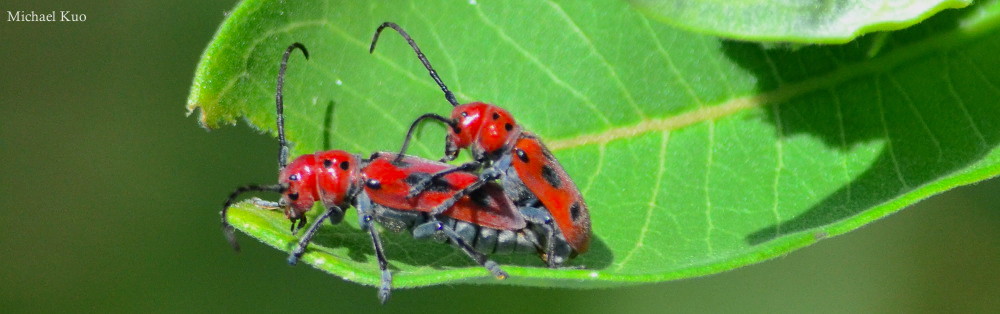 Tetraopes tetrophthalmus