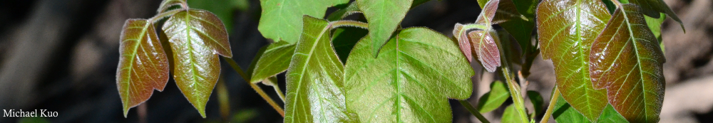 Toxicodendron radicans