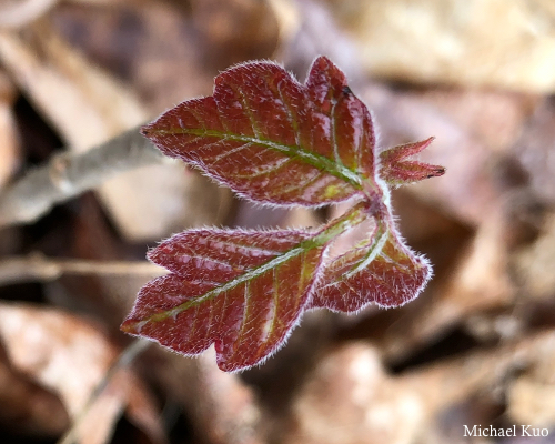 Toxicodendron radicans