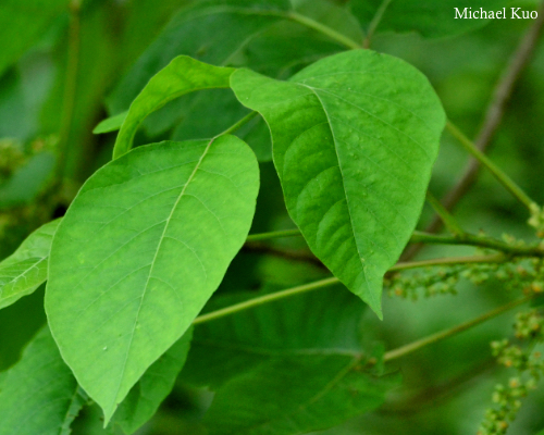 Toxicodendron radicans