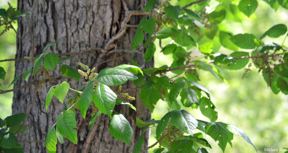 Toxicodendron radicans