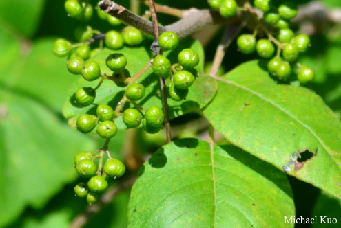 Toxicodendron radicans