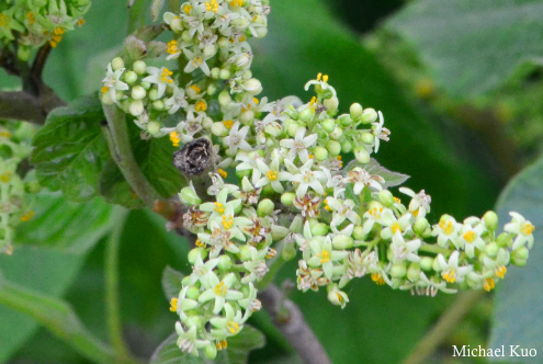 Toxicodendron radicans